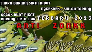 suara burung sirtu ngekrek   siulan tarung terbaru 2023