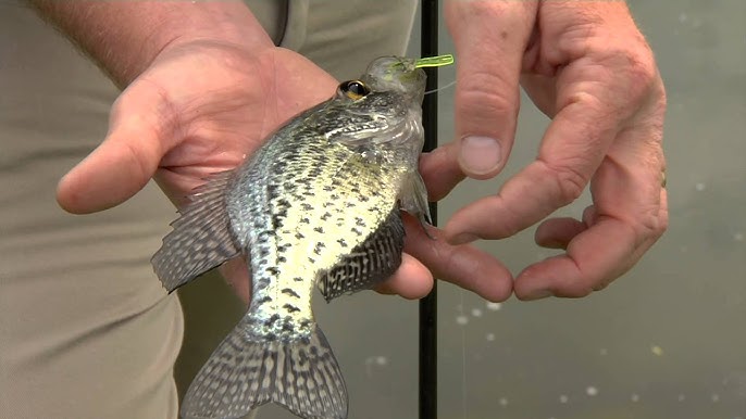 Which one of you bobber boys left a hook in this fish? My first time going  through the gill plate to remove a gullet hook. Success. : r/MassAnglers