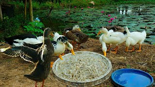 30 Days Duckling Should Give Them Shrimp To Eat 4Time A Month-Shrimp Is The Best Healthy Food Ducks