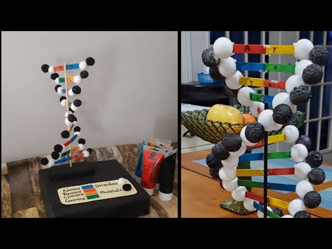 DNA model project