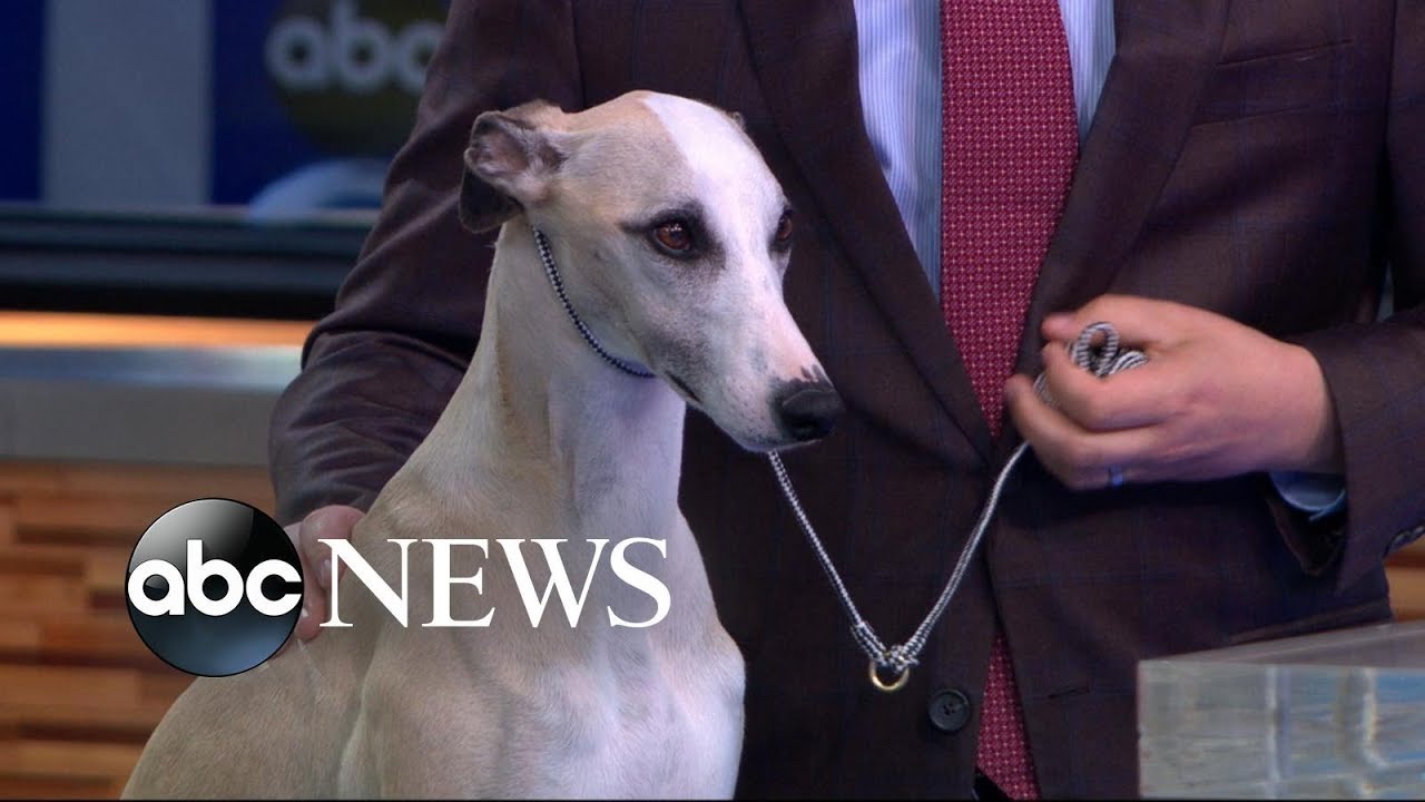 kennel club whippet