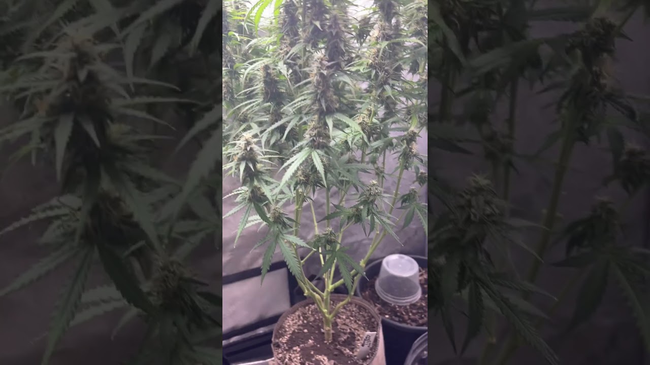 Northern lights auto