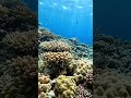 Stress Relief in 50 Seconds 🌊 Ocean Mood #shorts #relaxing