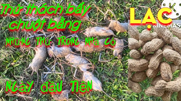 Thử thách bẩy chuột lần đầu tiên và cá kết