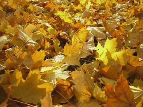 Autumn Leaves-Les feuilles mortes --Harmonica-