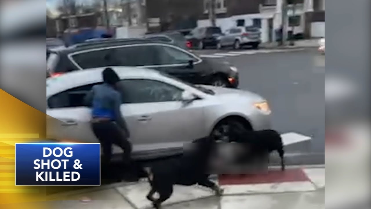 ⁣I immediately took action - Good Samaritan shoots dog to save small child from attack in Philly