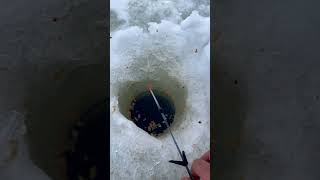 Brekšu Cope Ziemā No Ledus.