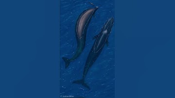 Thumbnail of Perucetus edit  #prehistoric #biology #dinosaur #animals #jurassicworld #paleontology #ark #whale