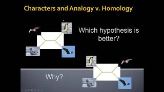 Unit 1 6 1 Homology and Parsimony default Wealth