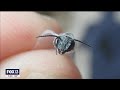 Rare blue bee rediscovered in florida