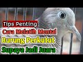 Cara Melatih Mental Burung Perkutut Supaya Jadi Juara Tips Penting Suara Burung Perkutut Lokal Mp3 - Mp4 Download
