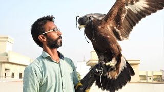Golden Eagles - Identification - Important Facts by Haroon & Umer