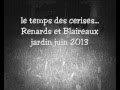 Renard et Blaireau; le temps des cerises...