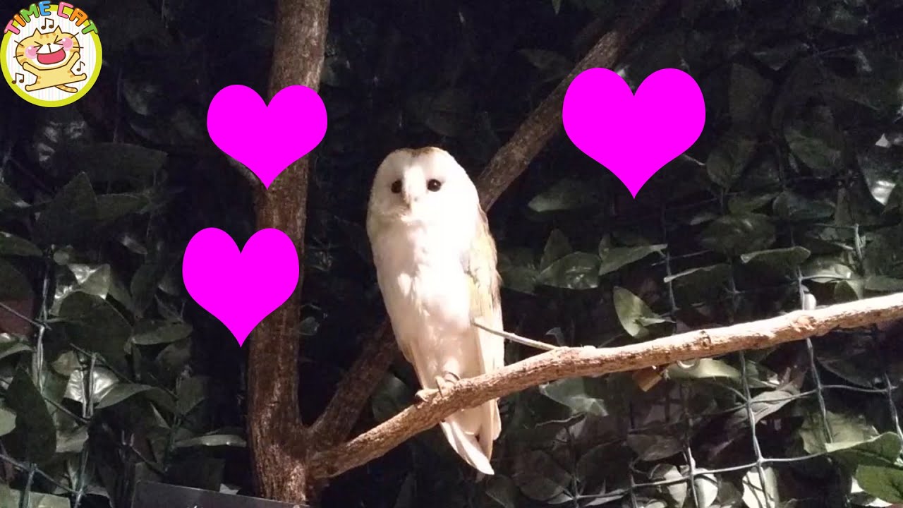 メンフクロウがかわいい Cute Barn Owl Youtube