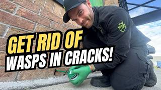 Never Make This Mistake With Wasps & Hornets