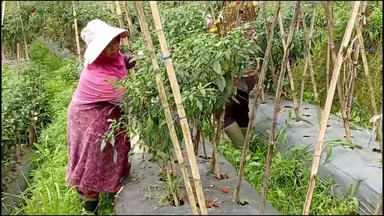 𝙰𝚔𝚝𝚒𝚟𝚒𝚜 𝚙𝚊𝚗𝚎𝚗 𝚌𝚊𝚋𝚎 𝚍 𝚝𝚎𝚖𝚙𝚊𝚝 𝚋𝚞 𝚑𝚊𝚓𝚒𝚋𝚎𝚛𝚜𝚊𝚖𝚊 𝚙𝚊𝚔 𝚖𝚊𝚗𝚍𝚘𝚛 𝚗𝚢𝚊 𝚓𝚞𝚐𝚊