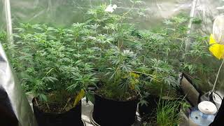 12 hours after super cropping Ladies are pirked up and happy Canadian Girl Grower Gingasnapz #420