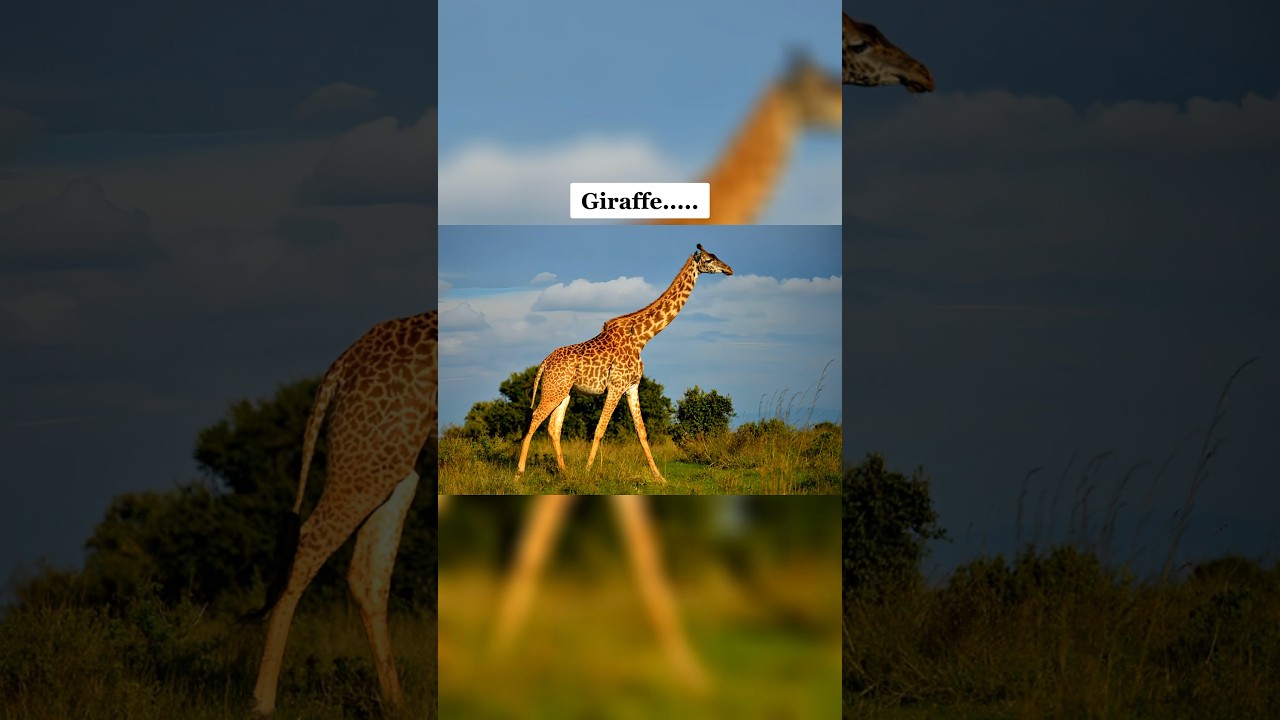 Как выглядят животные без шеи…..😳 @Starr02 