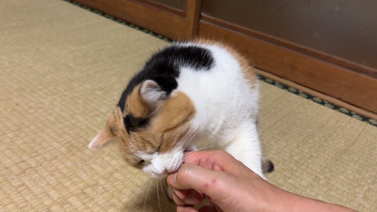 三毛猫】ちょっとだけじゃれるミケ（2026年4月19日） - YouTube