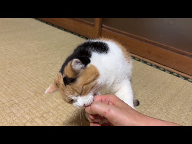 三毛猫】ちょっとだけじゃれるミケ（2026年4月19日） - YouTube