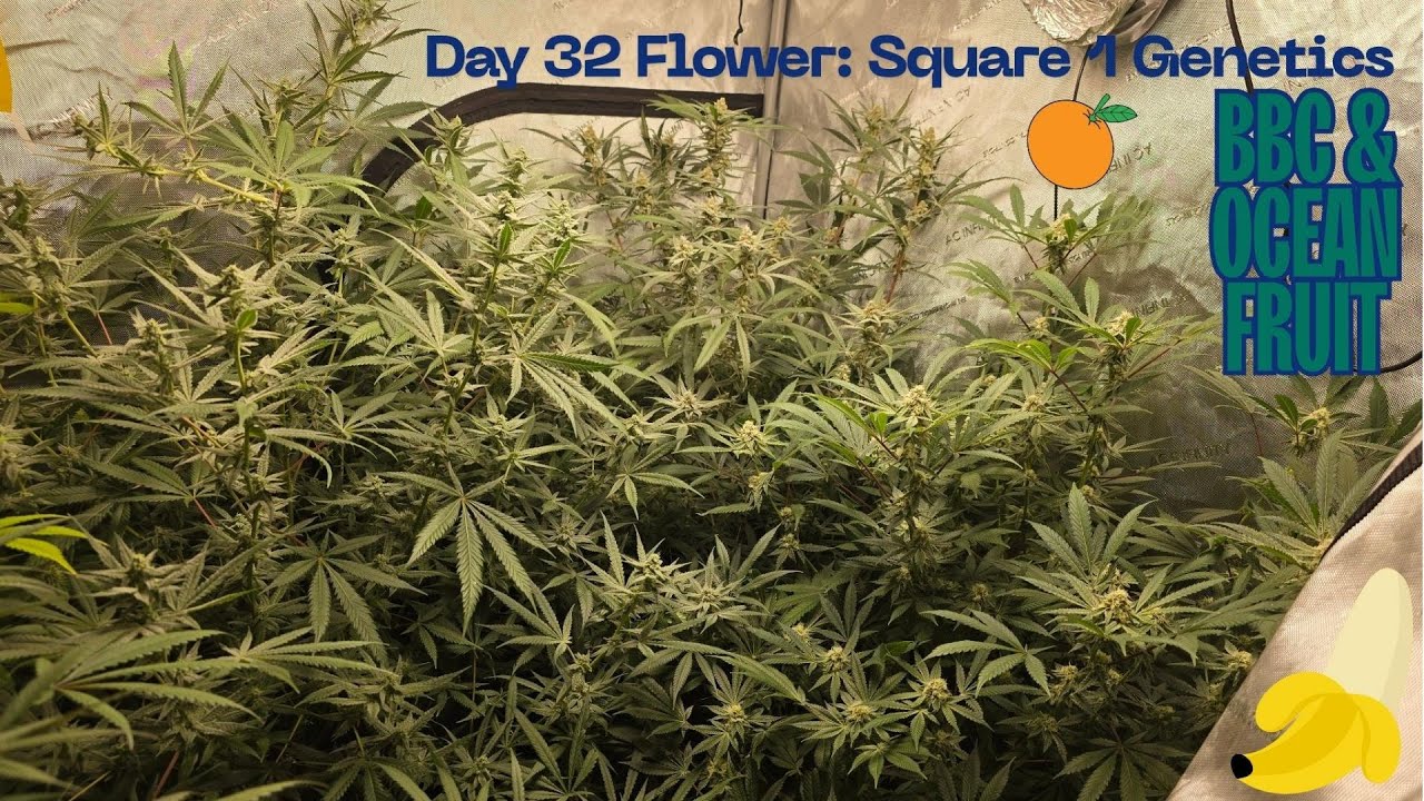 Square 1 Genetics - Day 32 Flower - 🍌 Banana Butter Cups & Ocean Fruit🍓 Examples of super cropping 🔥
