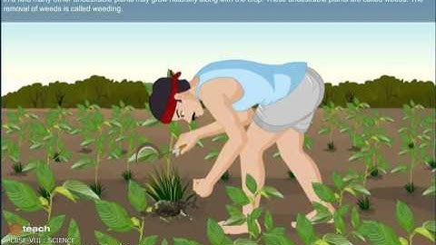 Class 8 Tutorial CBSE chapter 1: CROP PRODUCTION AND MANAGEMENT