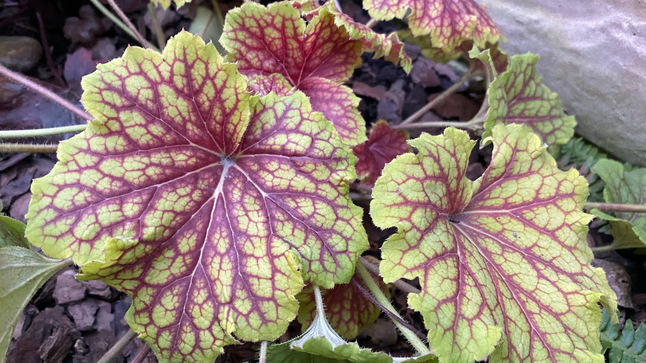 НАЙЯСКРАВІШІ ГЕЙХЕРИ В ЗИМОВОМУ САДУ❄️| ТІНЬОВІ,ВІЧНОЗЕЛЕНІ РОСЛИНИ🌿HEUCHERA IN THE GARDEN