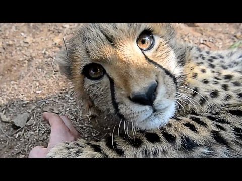 Lion, Cheetah and Tiger Cubs (cuccioli di leone, ghepardo e tigre)