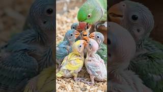 bacho ke fanny video, brids #viral #fannymontage #trending #youtubeshorts #ytshorts