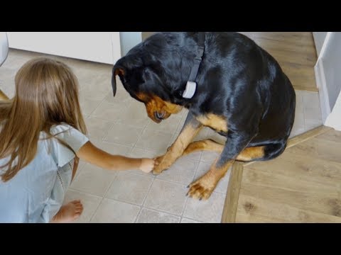 are-rottweilers-good-with-kids?-|09