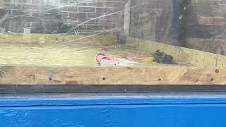 Widener Robot Rumble 2: Brutally Honest V.S. Flamingo