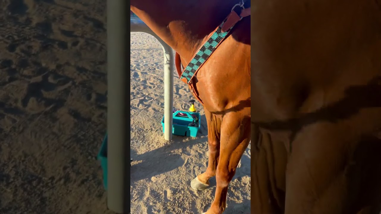 New breast collar😍 