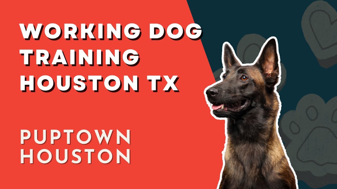 WORKING DOG TRAINING HOUSTON TX with a Belgian Malinois 