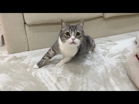 ごはんを食べた直後の猫に「ごはん食べる？」と聞いてみたらまさかの反応にw