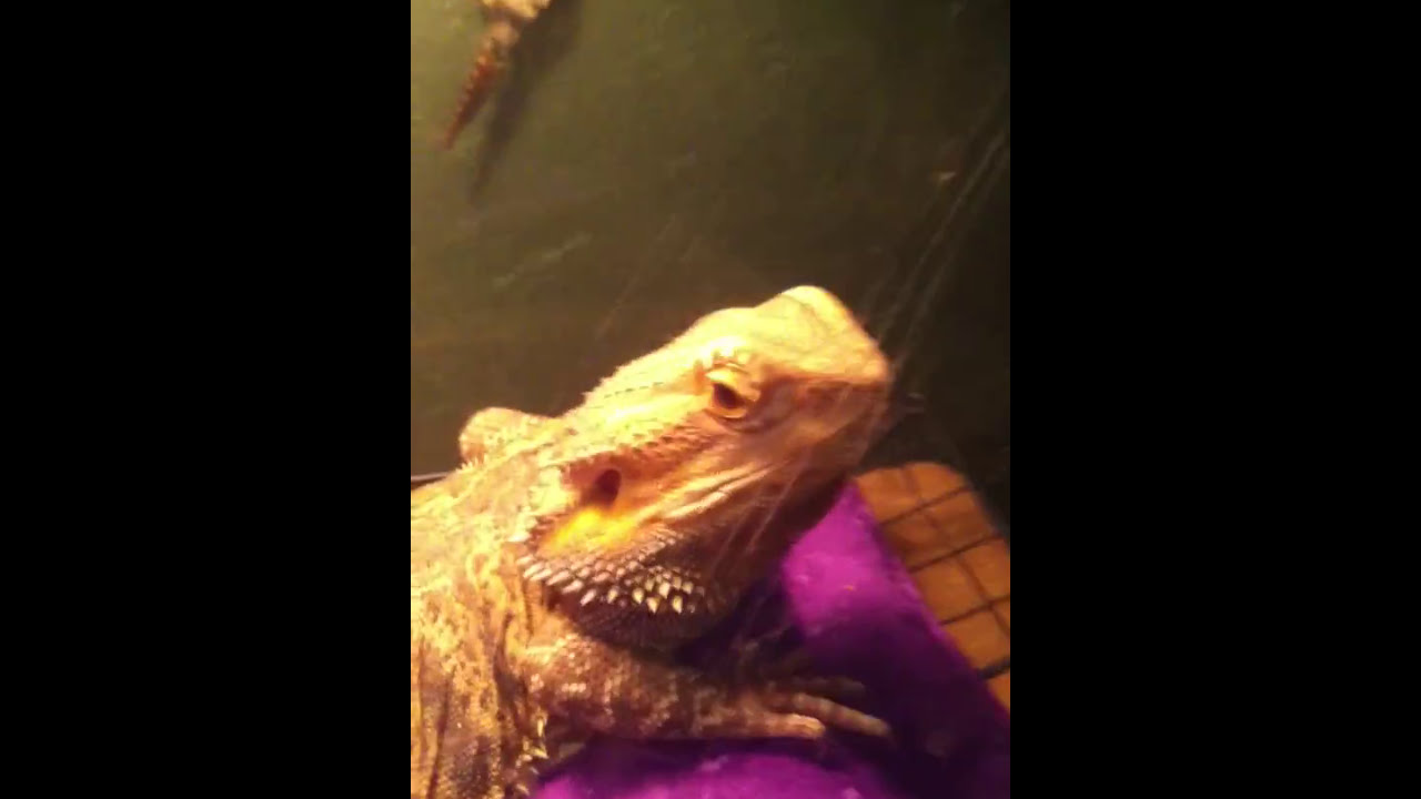 video phone beyonce mp3 Reptile room tour!