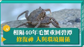 相隔40年毛蟹重回碧潭 修復神 人與環境關係-GOOD TV NEWS