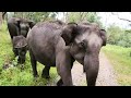 When Wild Animals Get Way Too Close