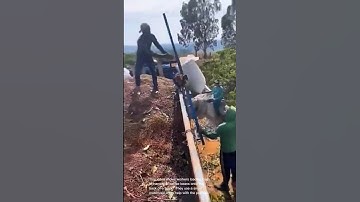 Coffee harvest: workers efficiently load beans onto truck