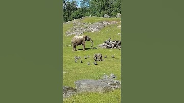Cute Baby Elephant Trips While Playing With Birds