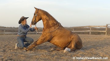 TF Cashsmrbarbiedoll***For info, price, etc., go to our website: ValleyViewRanch.net***