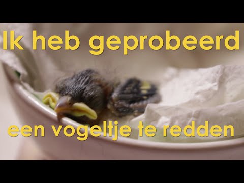 Video: Hoe Een Gewonde Vogel Te Helpen?