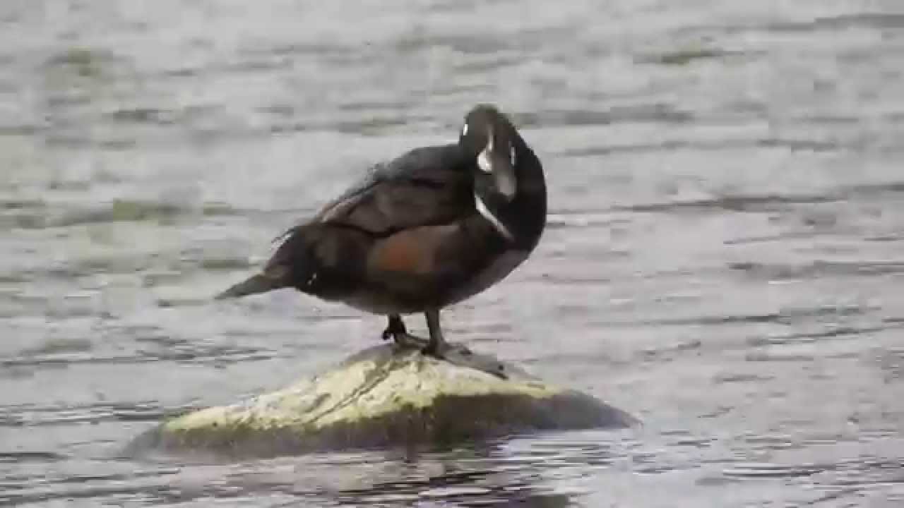 Harlequin Duck - Aberdeenshire - 2015 