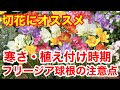 【球根 フリージア】芳香性があり切花で人気のフリージアですが球根でも大人気です。特徴をおさえておくと栽培に失敗しませんVer209【カーメン君】【香り】【芳香性】【フリージア】【園芸】【球根】