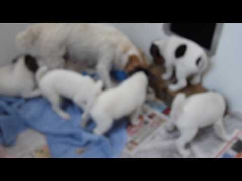 Parson Russell Terriers - Puppy Litter of Five