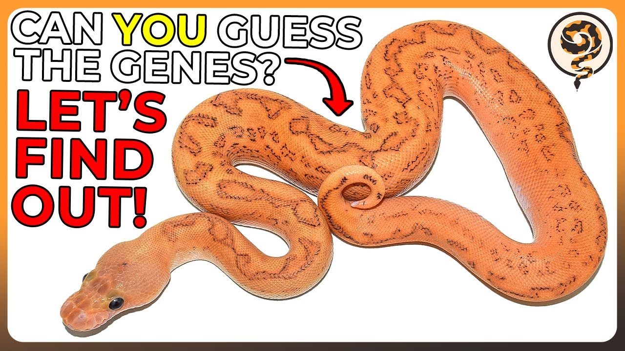 Learn how to Identify Ball Python Genetics! - YouTube