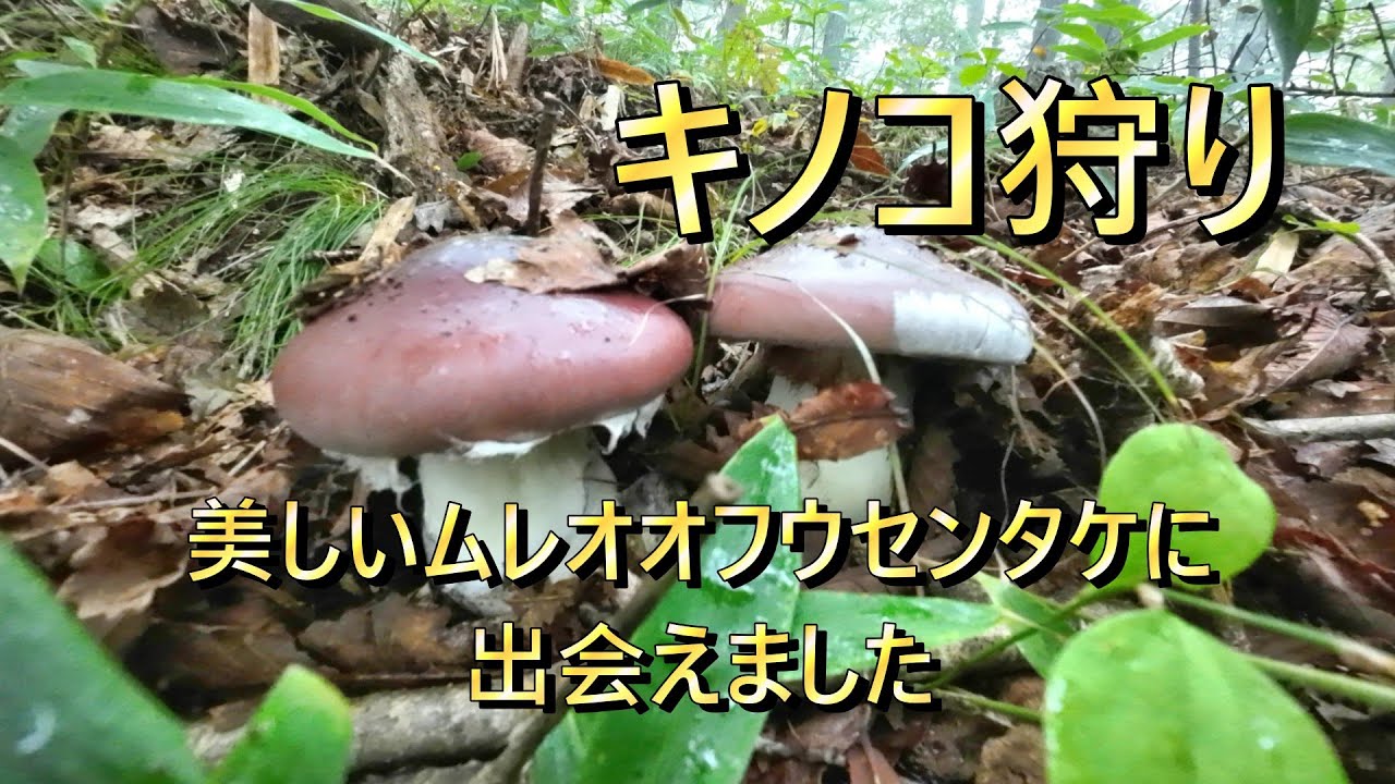 【キノコ狩り】ムレオオフウセンタケ・コウタケ・クリフウセンタケなど