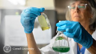 Scientists Discover How Toxic Algae Outsmarts Nature