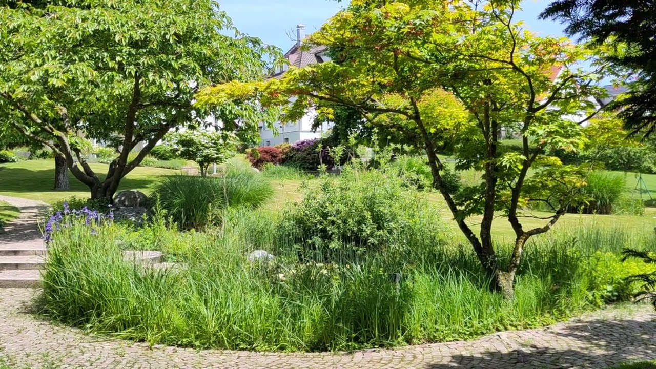 Frog pond / Froschteich