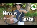 Catching and bonding with a massive snake