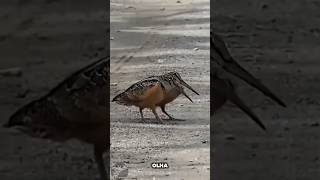 A pássaro que dança para comer. #passaros #aves #biologia #animais #bichos